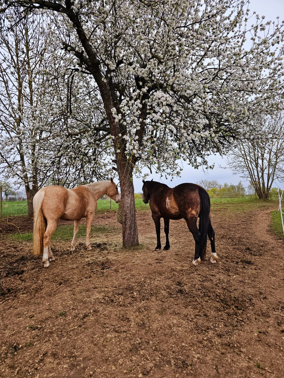 Jw Quarter & Paint Züchter - Pferdezucht - Pferd
