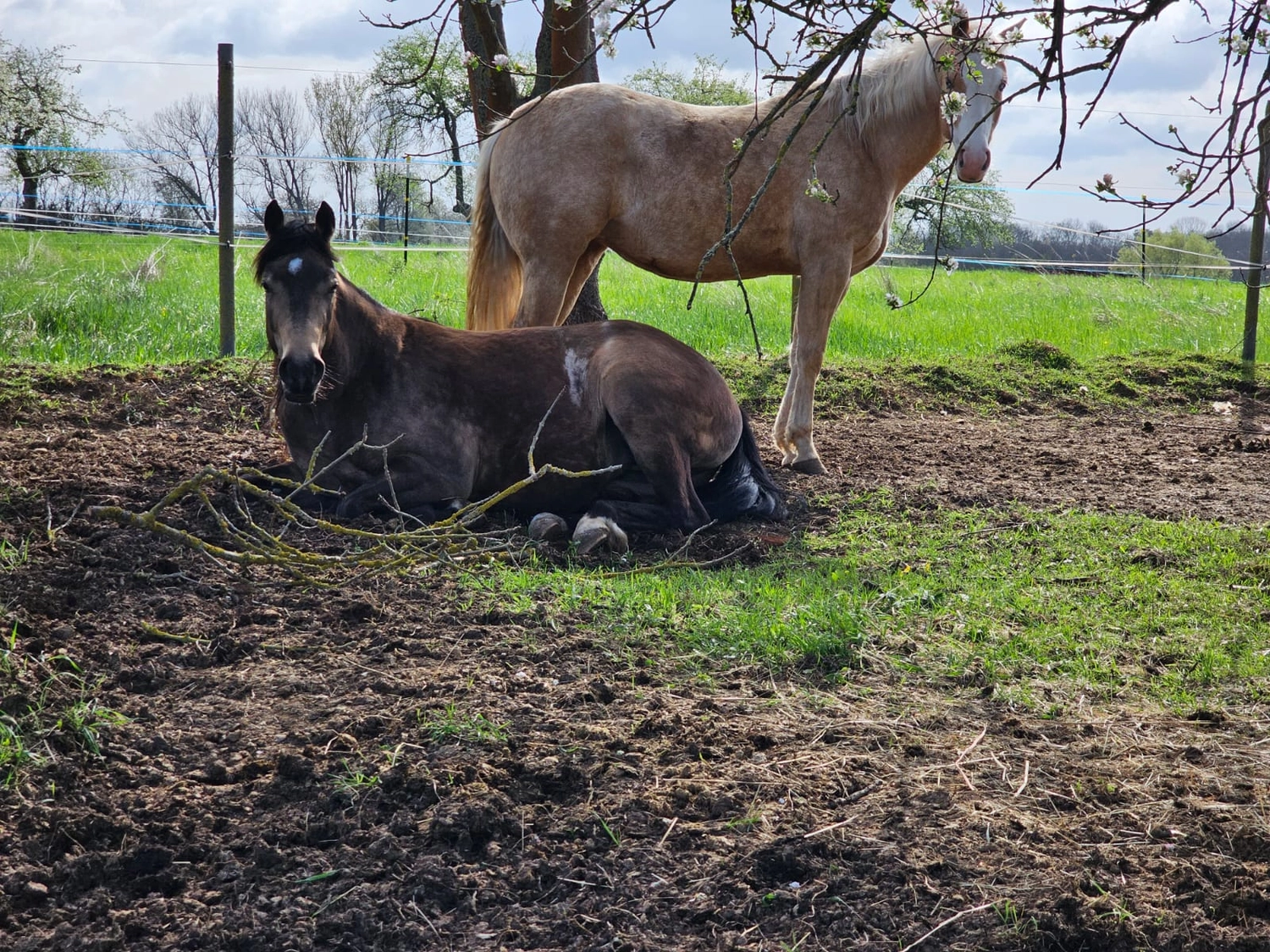 Jw Quarter & Paint Züchter - Pferdezucht - Pferd