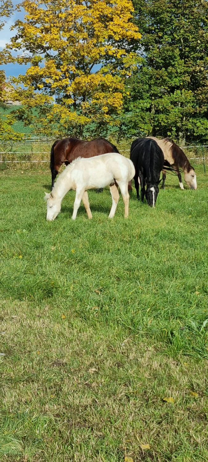 Jw Quarter & Paint Züchter - Pferdezucht - Pferd
