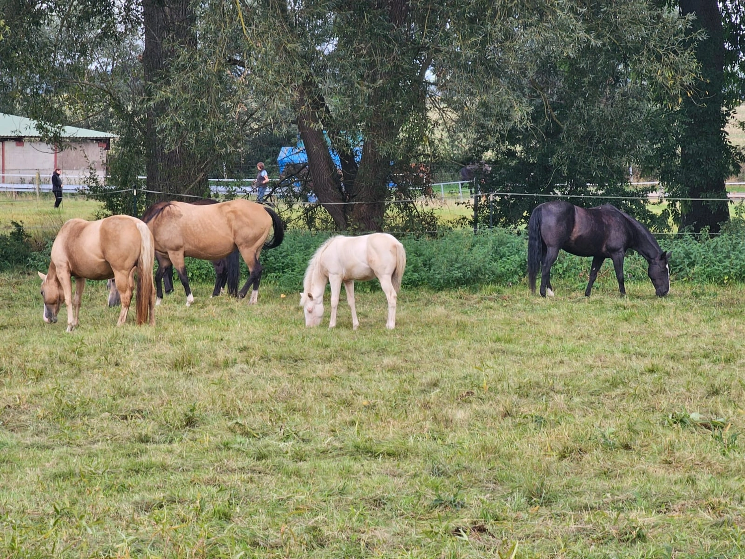 Jw Quarter & Paint Züchter - Pferdezucht - Pferd