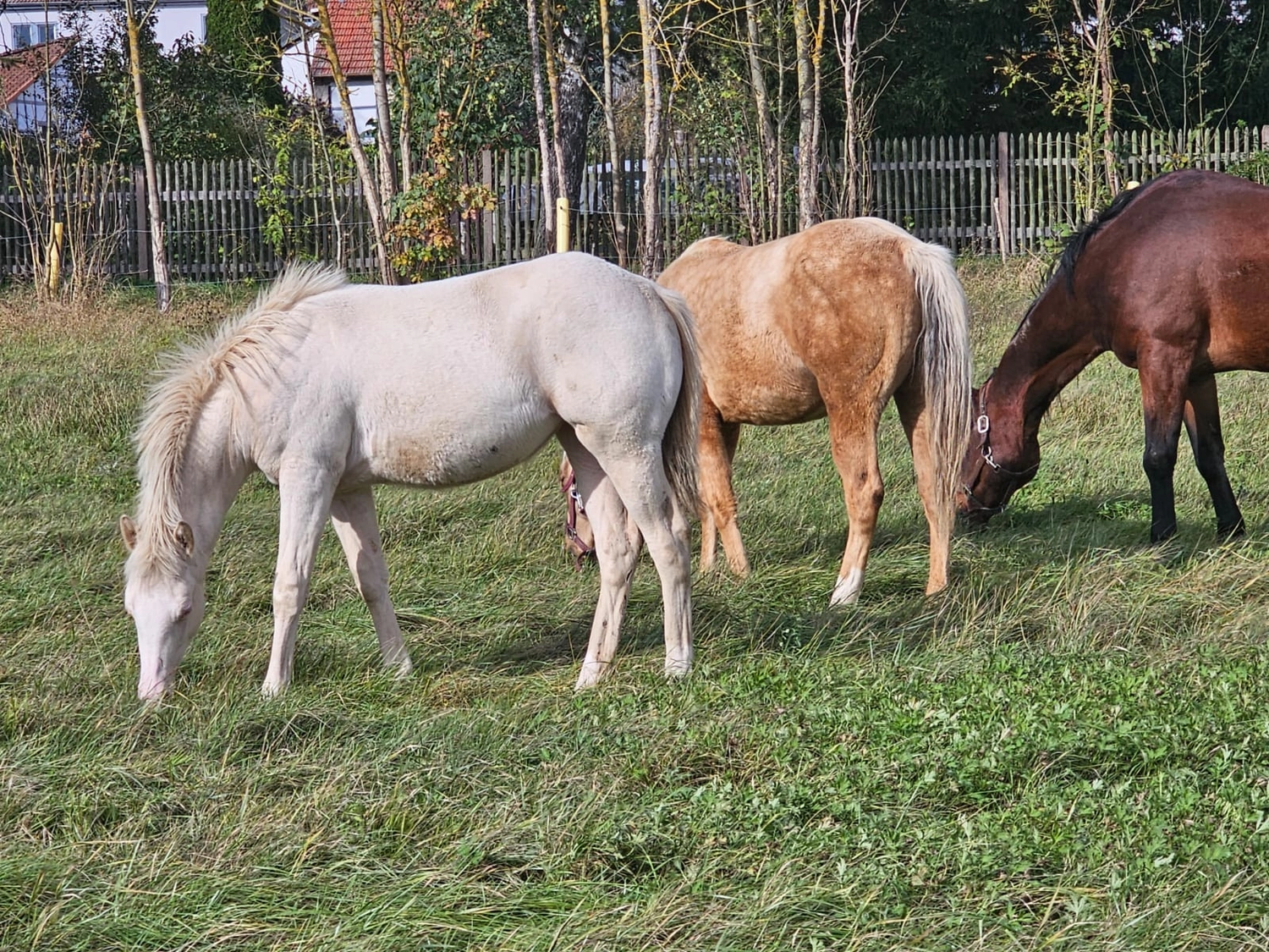 Jw Quarter & Paint Züchter - Pferdezucht - Pferd