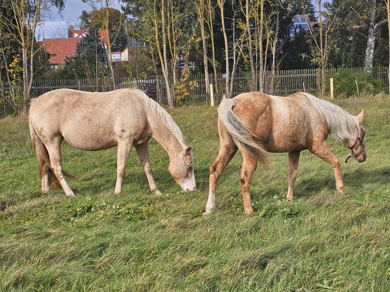 Jw Quarter & Paint Züchter - Pferdezucht - Pferd