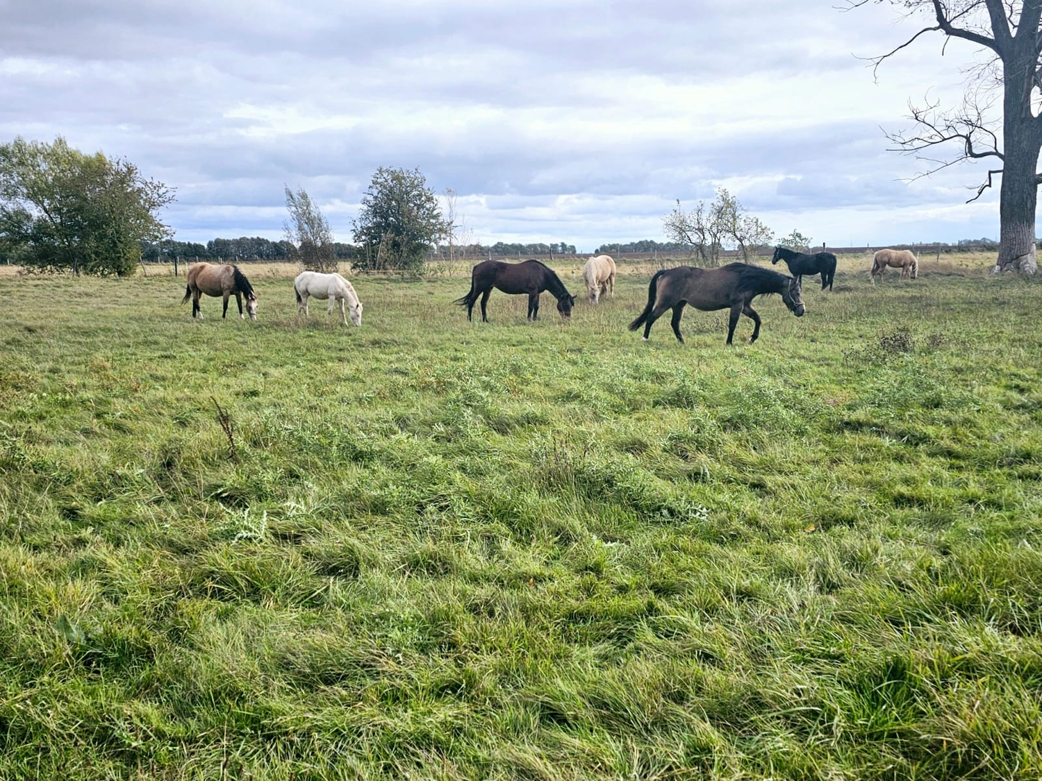 Jw Quarter & Paint Züchter - Pferdezucht - Pferd
