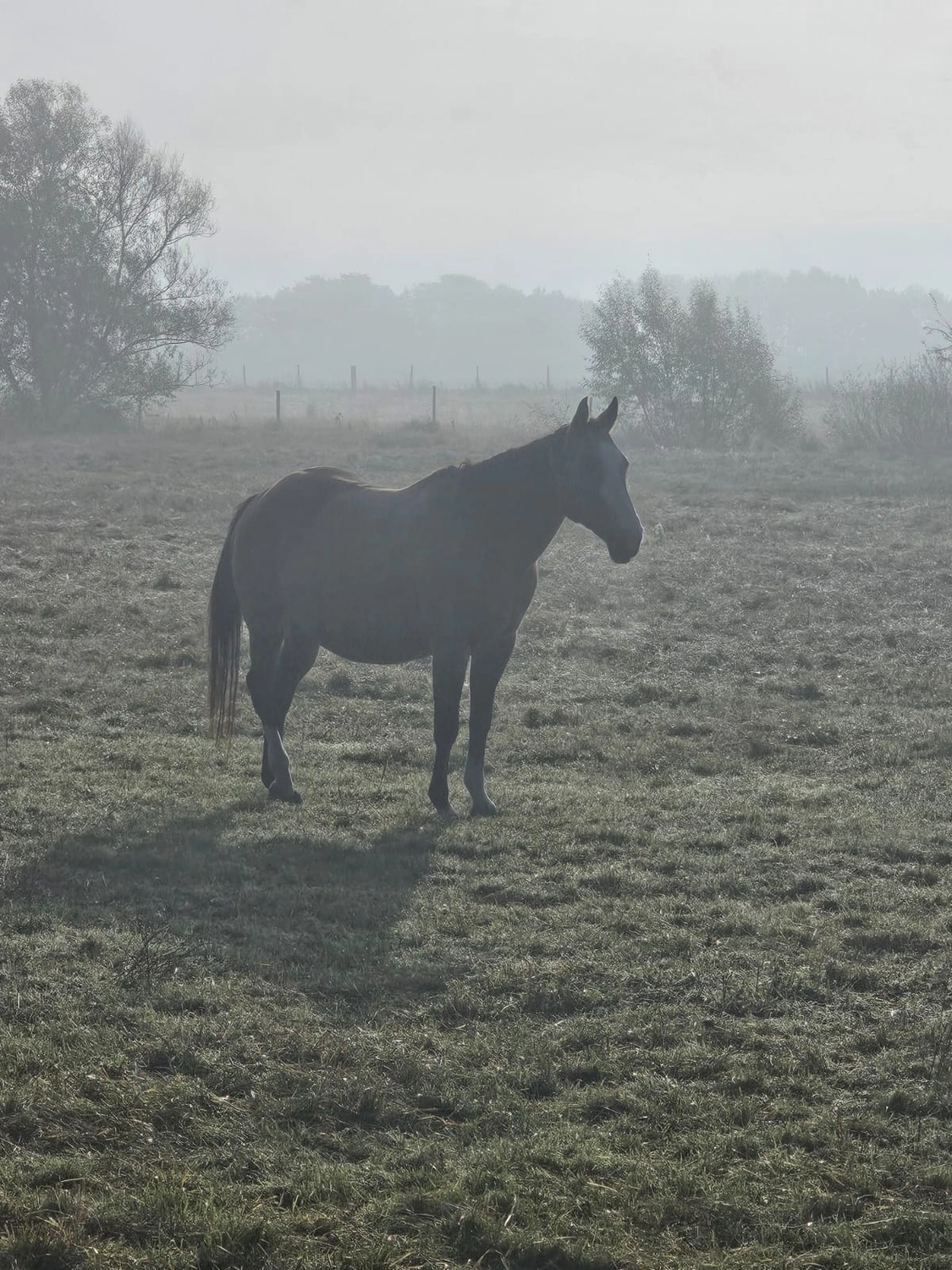 Jw Quarter & Paint Züchter - Pferdezucht - Pferd