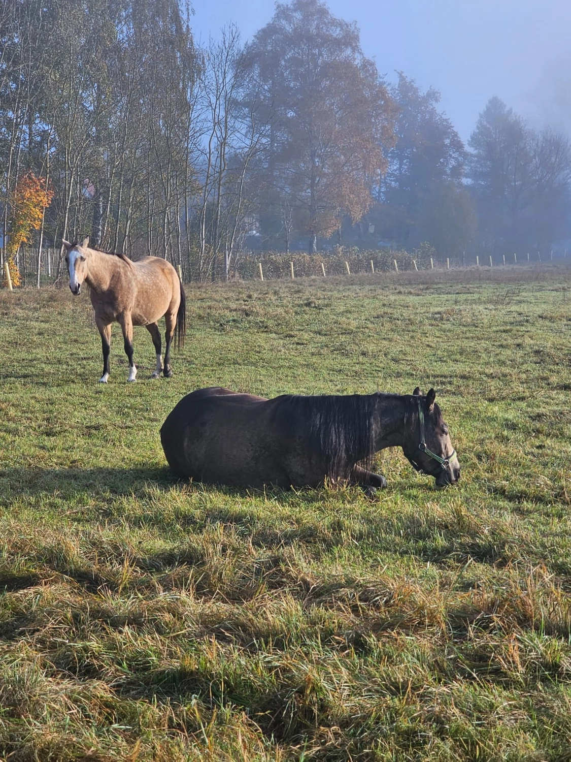 Jw Quarter & Paint Züchter - Pferdezucht - Pferd
