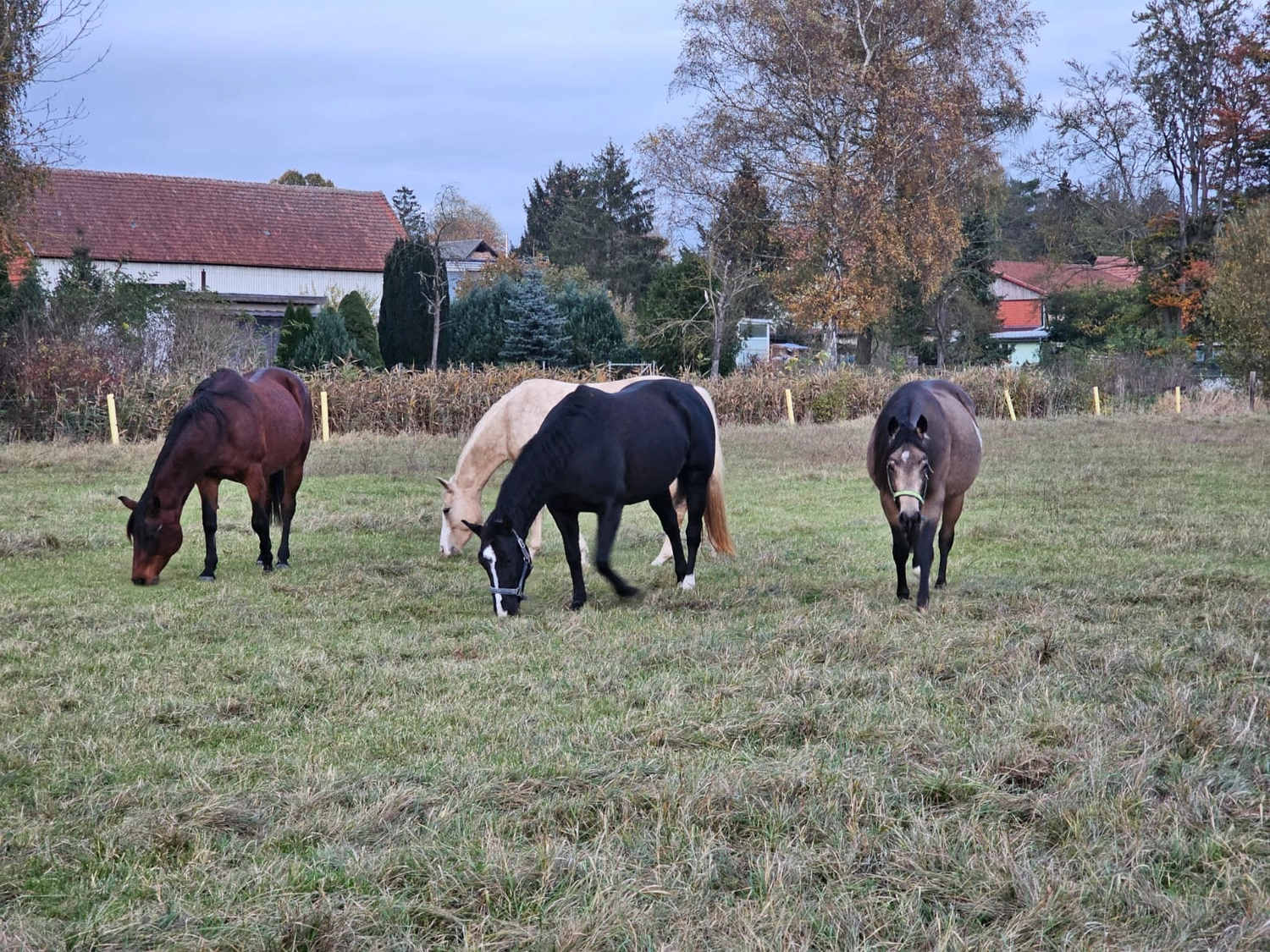 Jw Quarter & Paint Züchter - Pferdezucht - Pferd