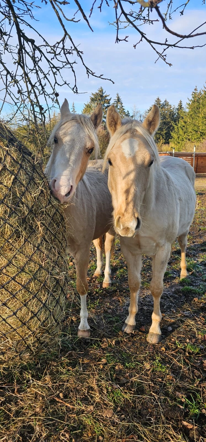 Jw Quarter & Paint Züchter - Pferdezucht - Goldenpower Dun Dee (QH)