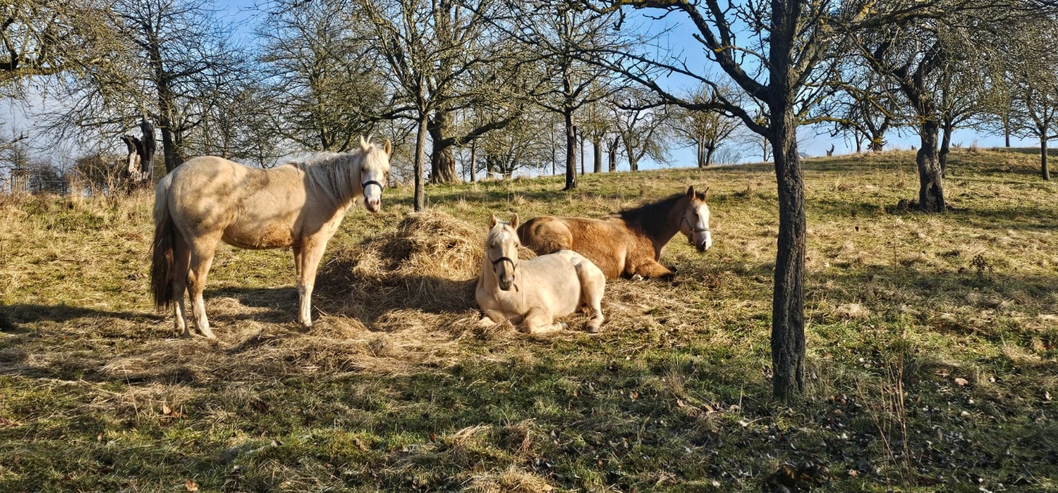Jw Quarter & Paint Züchter - Pferdezucht - Pferd