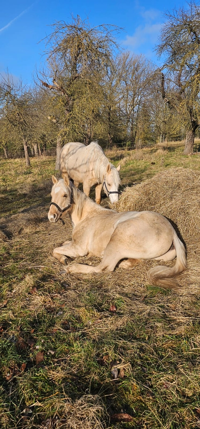 Jw Quarter & Paint Züchter - Pferdezucht - Pferd