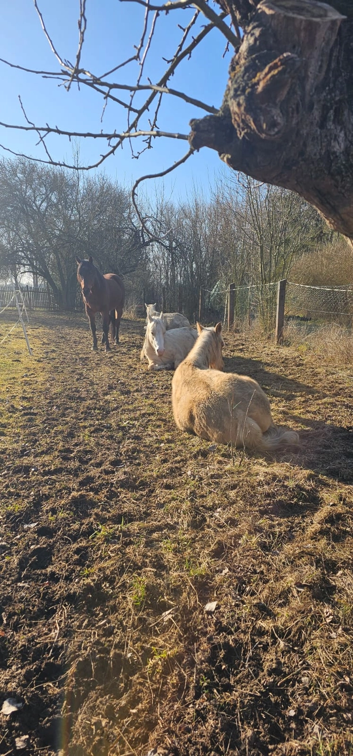 Jw Quarter & Paint Züchter - Pferdezucht - Pferd