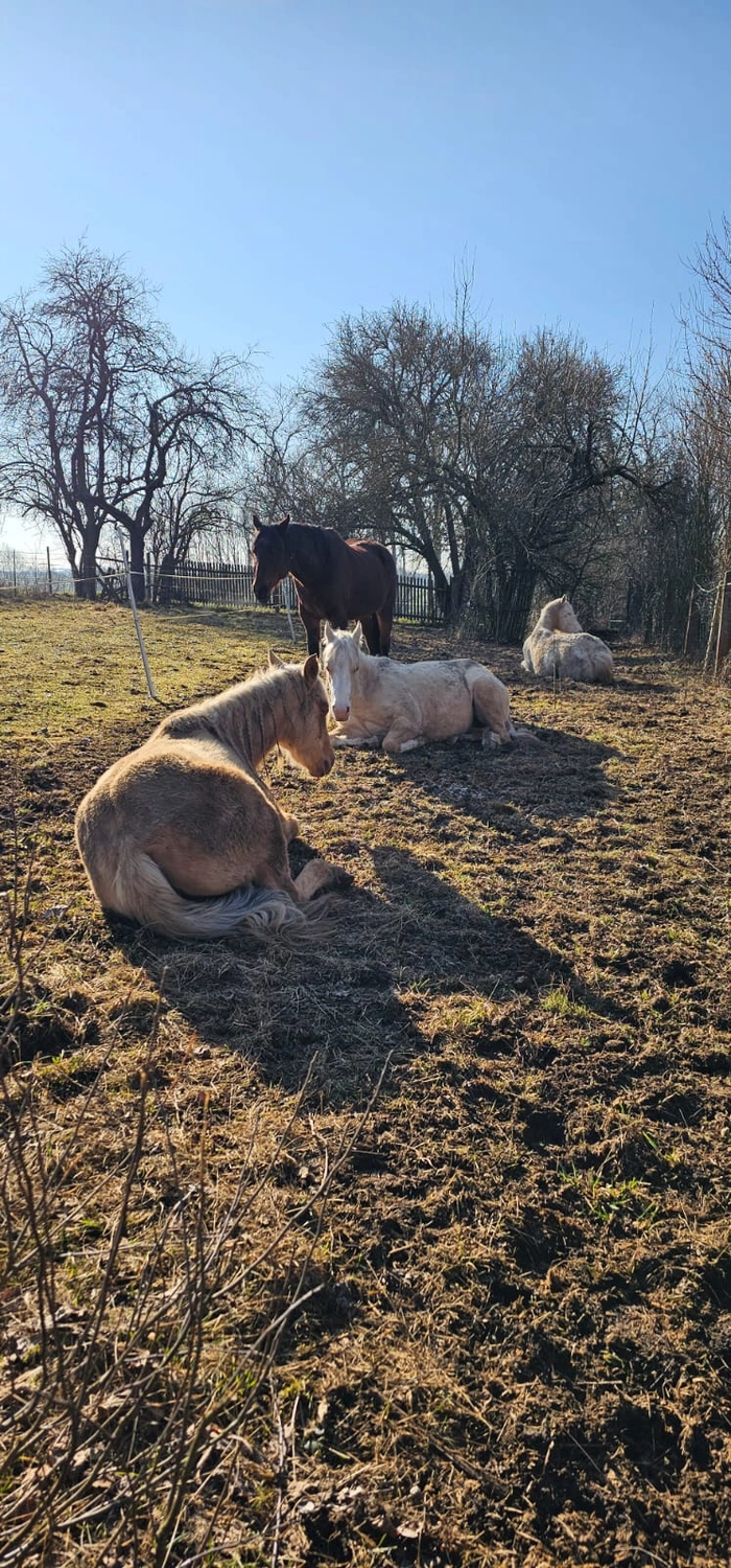 Jw Quarter & Paint Züchter - Pferdezucht - Pferd