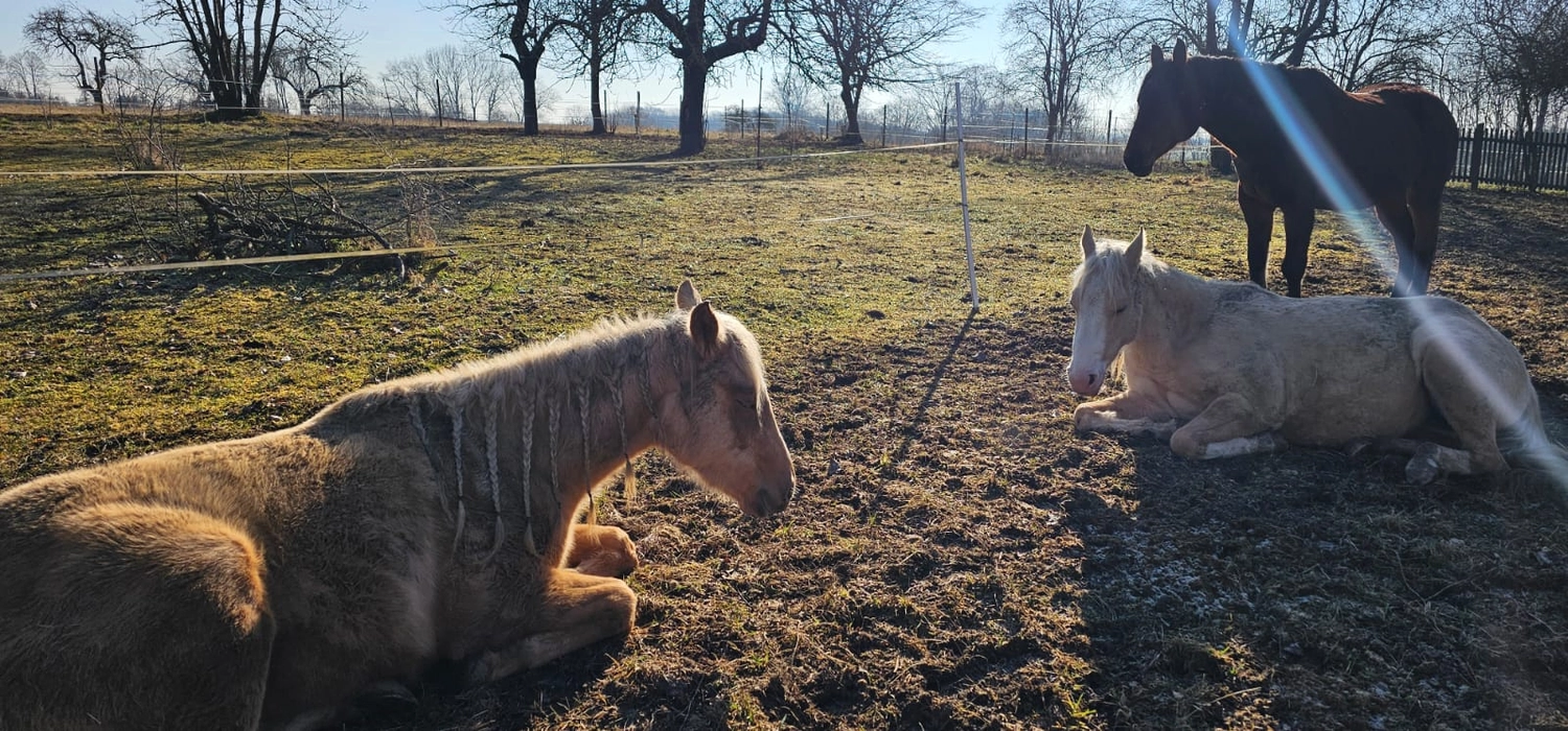 Jw Quarter & Paint Züchter - Pferdezucht - Pferd