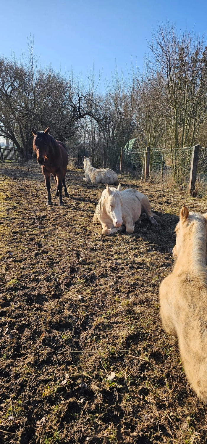 Jw Quarter & Paint Züchter - Pferdezucht - Pferd