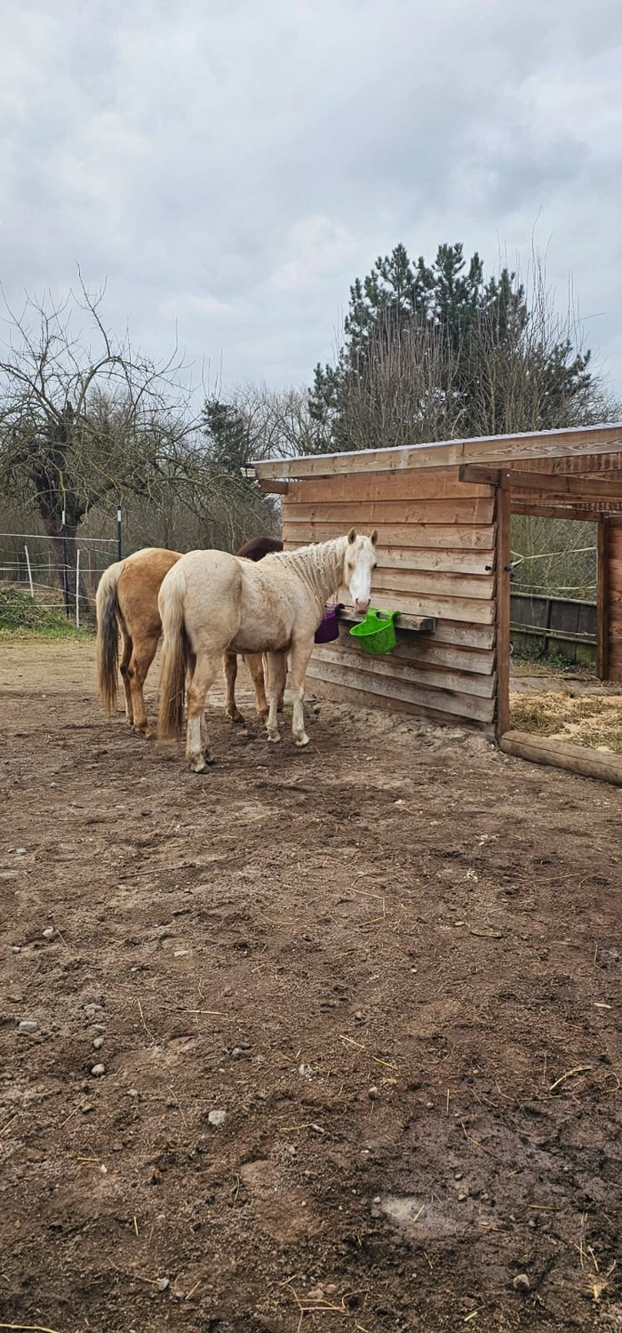 Jw Quarter & Paint Züchter - Pferdezucht - Pferd