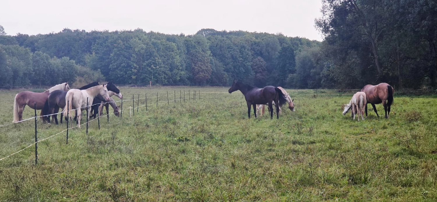 Jw Quarter & Paint Züchter - Pferdezucht - Pferd
