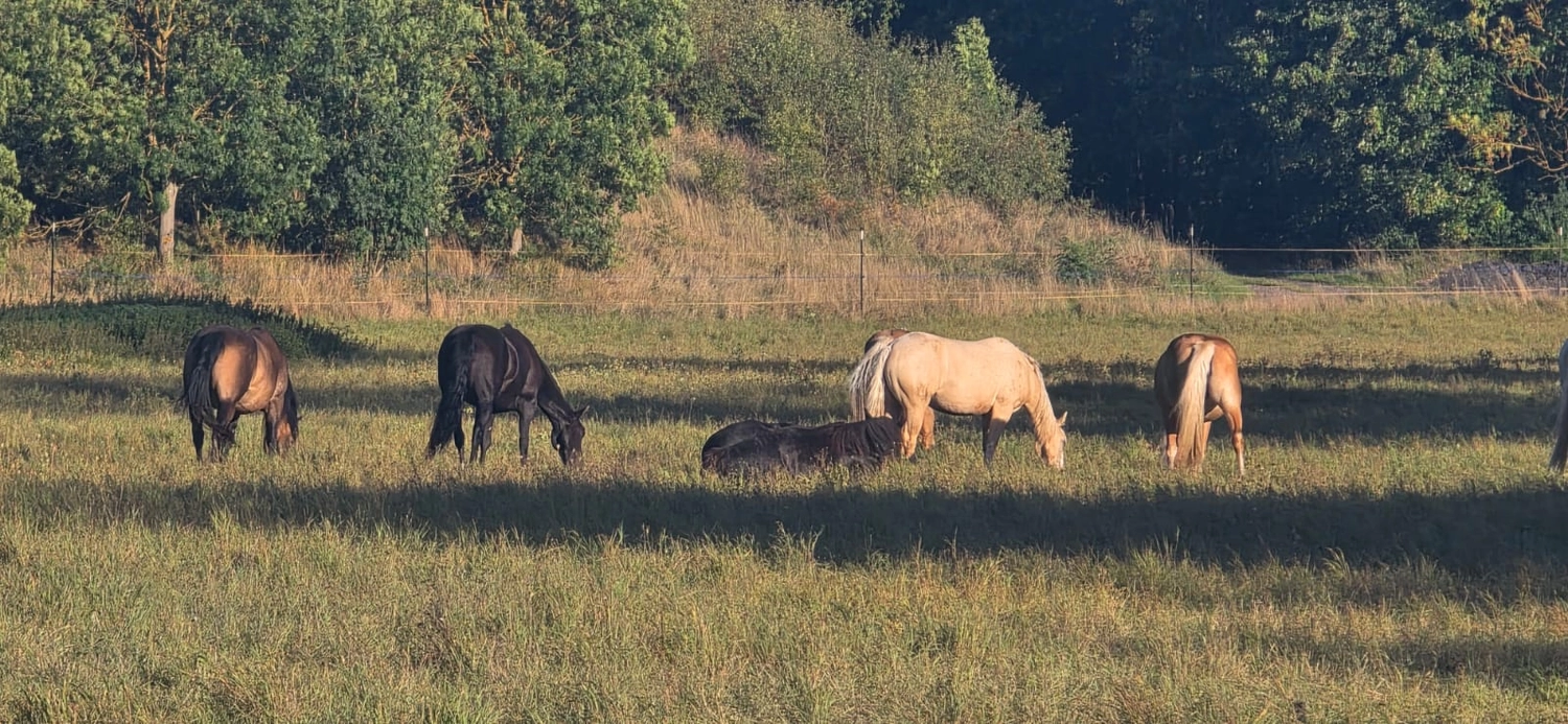 Jw Quarter & Paint Züchter - Pferdezucht - Pferd