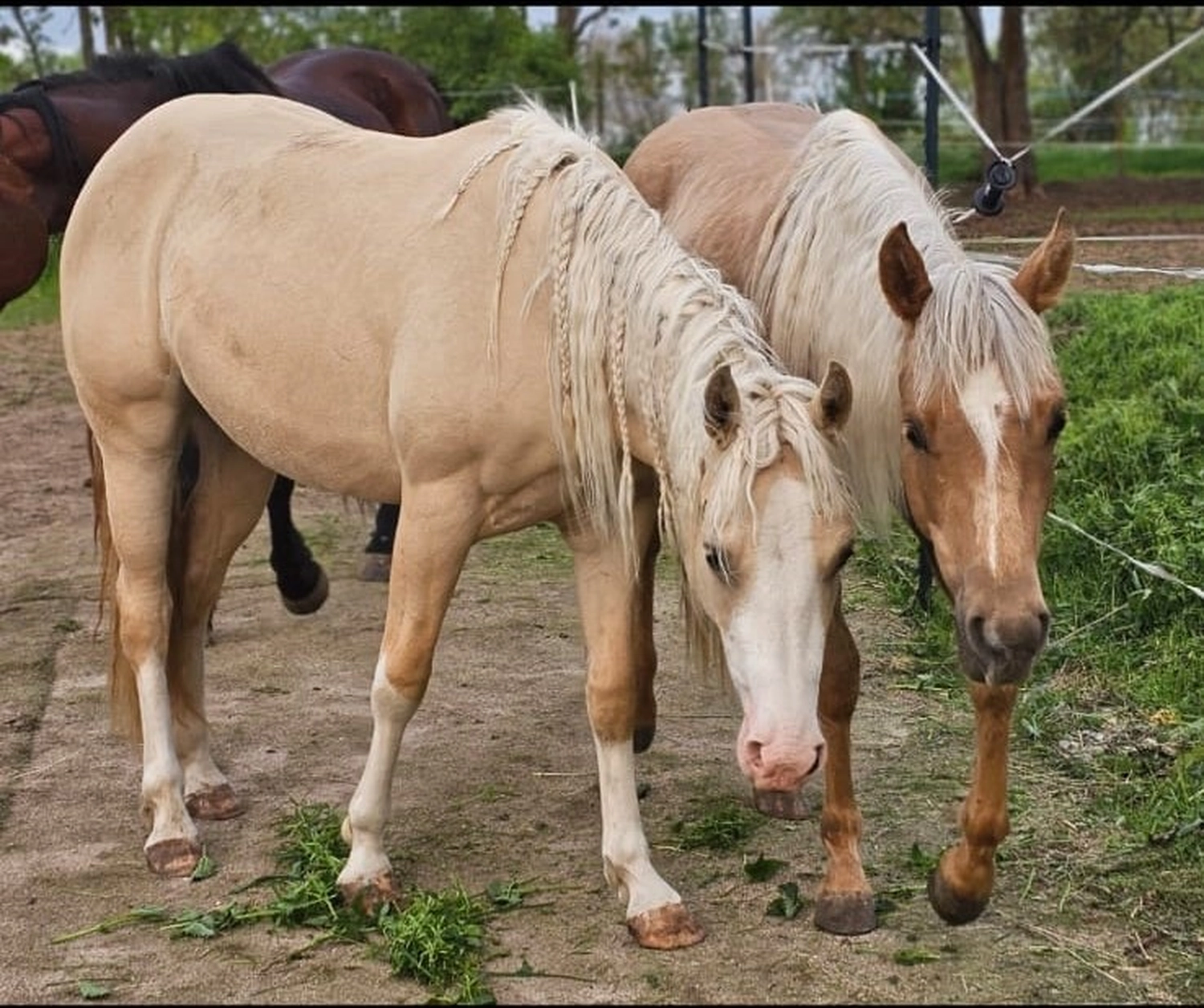 Jw Quarter & Paint Züchter - Pferdezucht - Pferd