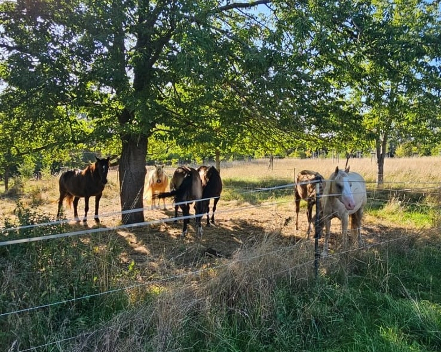 Jw Quarter & Paint Züchter - Pferdezucht - Pferd