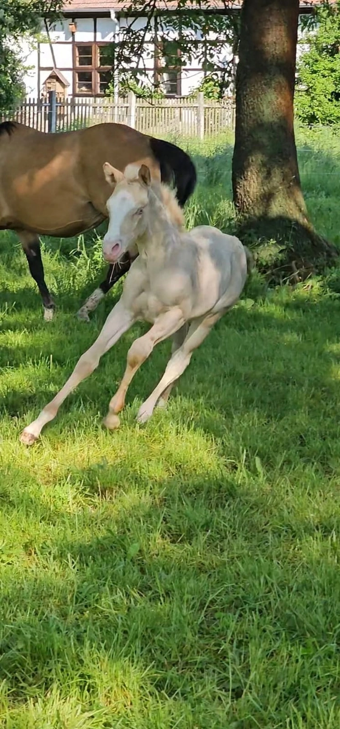 Jw Quarter & Paint Züchter - Pferdezucht - Pferd