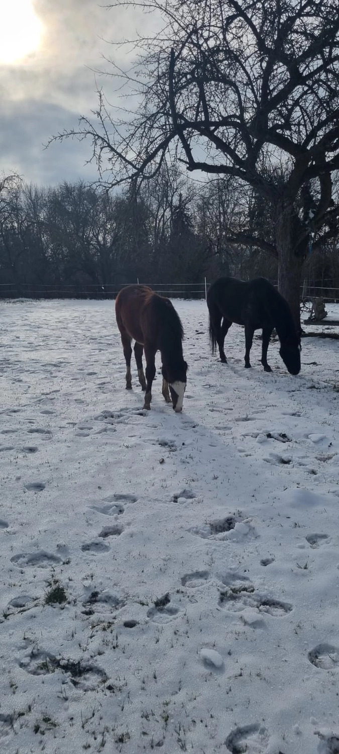 Jw Quarter & Paint Züchter - Pferdezucht - Pferd