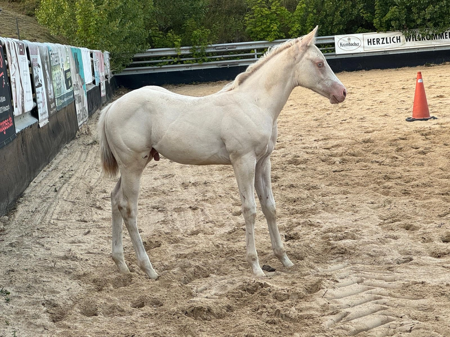 Jw Quarter & Paint Züchter - Pferdezucht - Shining Cash Gun (QH)